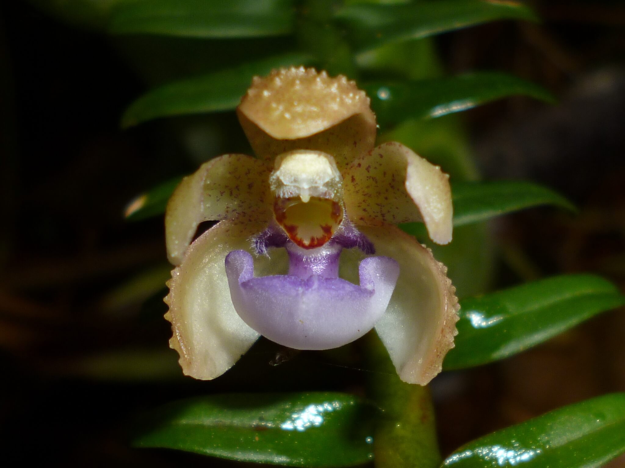 Dichaea squarrosa